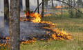 Более 700 га леса горит в регионах России.