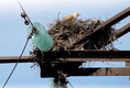 Линии электропередач в Ленобласти подготавливают к прилету птиц