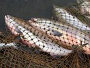 Инспектор рыболовства торговал в Ленобласти изъятой рыбой и снастями