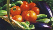 Рекордный урожай овощей в Ленинградской области