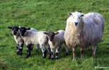 Семейные животноводческие фермы получат правительственные гранты
