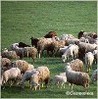 Грант «Живому полю» за развитие овцеводства