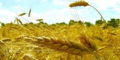 Аграрии Ленобласти привыкают к правилам ВТО