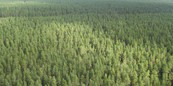 Казаки помогают охранять областные леса