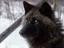 У "Дороги жизни" застрелили черного волка, который обитает только в Северной Америке