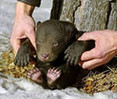 В Ленобласти спасают двух новорожденных медвежат