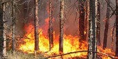 Первые лесные пожары удалось оперативно локализовать и потушить