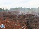 Тушить горящую траву в Ленобласти лесничие и пожарные с 18 апреля выезжали 777 раз