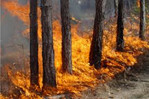 С начала сезона в Ленобласти произошло 70 природных пожаров
