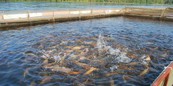 Рыбную отрасль Ленобласти поддержит аквакультура