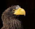 Радикальные зоозащитники пытались выпустить на волю птиц Ленинградского зоопарка