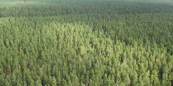 Областной лес «вырос» на 30 процентов