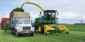 К старту сельскохозяйственного форума «Агрорусь» Ленобласть выполнила план по кормам на 87 %