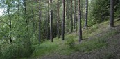 Ленинградская область и Республика Татарстан развивают сотрудничество в лесной сфере