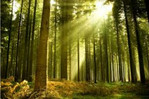 В этом году в области восстановят 17 тысяч га леса