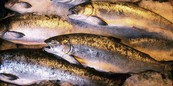 В области откроется европейское производство по переработке рыбы