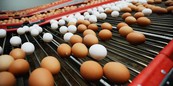 Пресс-конференция "Кризис в птицеводстве: почему в России подорожали куриные яйца?"