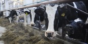 Областным коровам предложат инновационные кормовые добавки
