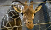 Во всем мире потрясены убийством жирафа в датском зоопарке