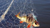 В регионе временно запретили вылов нерестующих рыб