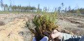 В Ленинградской области посадили 1,5 млн деревьев