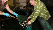 Из рыбного "детского сада" в Лугу выпустили более 3 тысяч лососевых