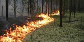 Пресс-конференция «Что угрожает лесам Ленинградской области?»