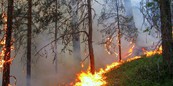 Лесные пожары в 47-м регионе тушат оперативно