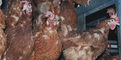 Ленинградская область — в лидерах по производству мяса птицы