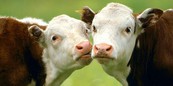 В Ленинградской области открывается новая молочно-товарная ферма