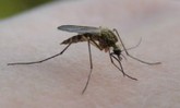 Кого кусают комары и как с ними бороться?