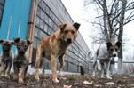 В Кировском районе пройдет отлов безнадзорных животных