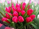 Цветы любимым к 8 марта