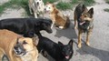 В Кировском районе проводят отлов безнадзорных собак