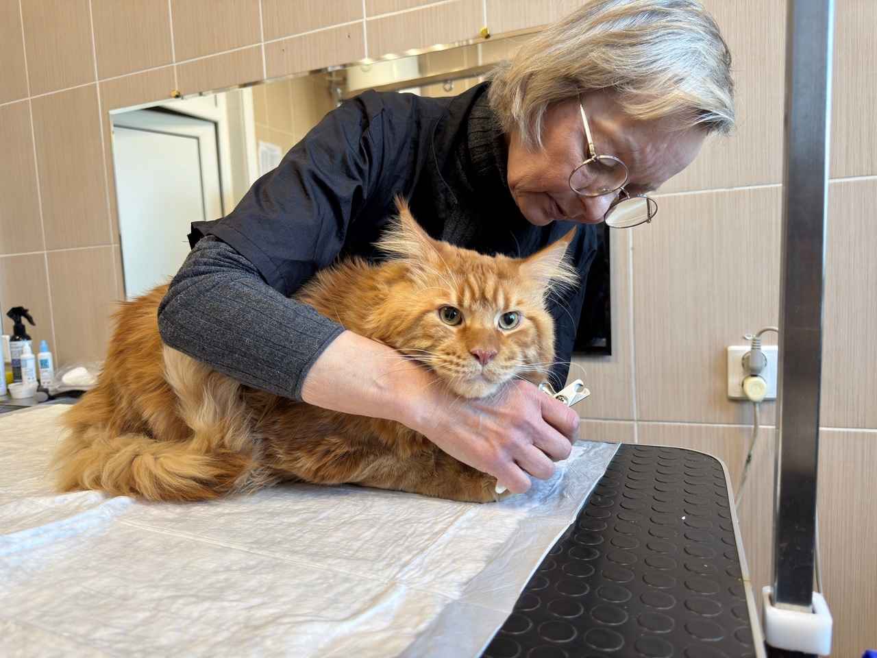 В Кировском районе стартовали бесплатные курсы груминга для семей участников СВО В Кировском районе стартовали бесплатные курсы груминга для семей участников СВО