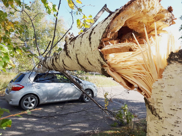 Что делать, если дерево упало на машину?