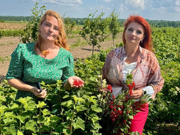 От саженца до яблока