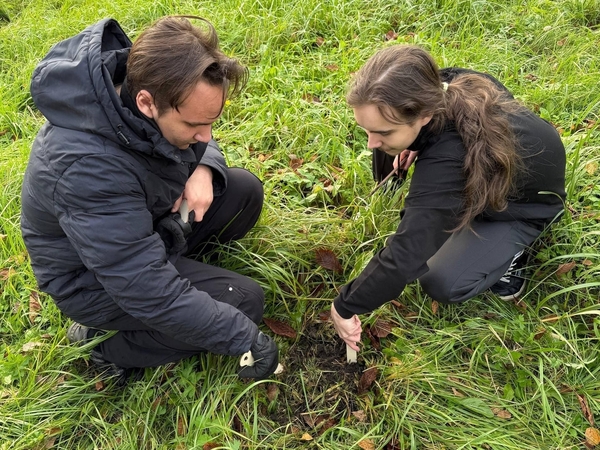 В Отрадном заложили новую аллею: выпускники школы №3 высадили кедры 